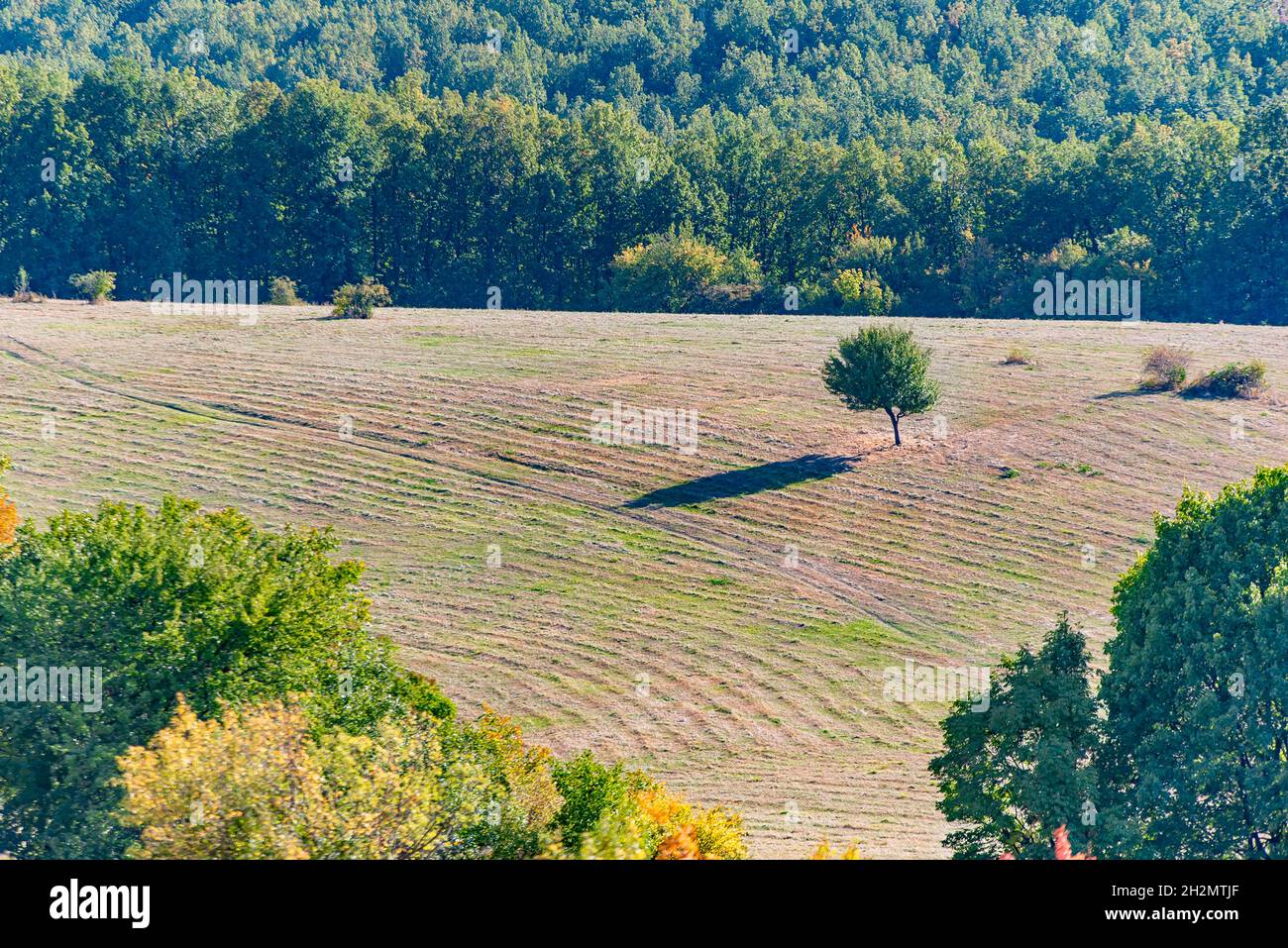 Lone tree in a large mountain field Stock Photo