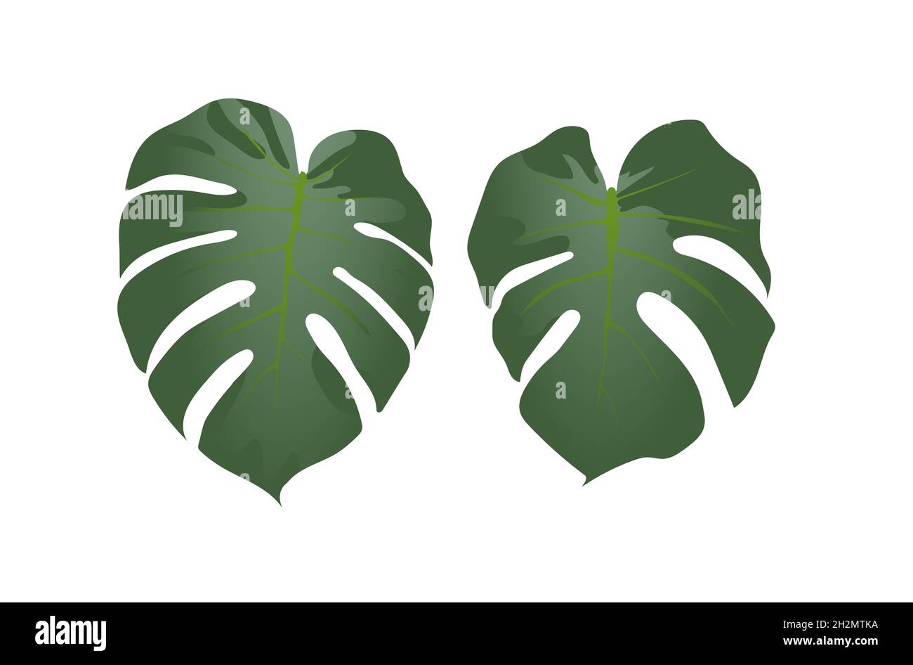 tropical leaves on a white background made in vector Stock Photo - Alamy