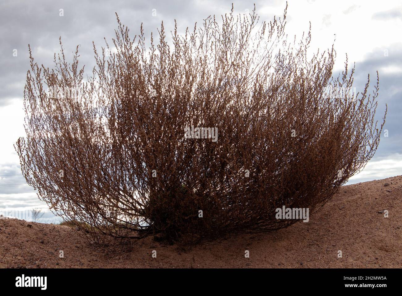 Withered lush bush of steppe plant growing on sandy hill against cloudy sky Stock Photo
