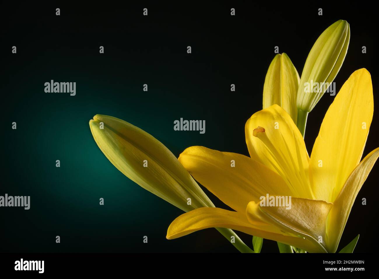 Beautiful yellow blooming lilly flower with buds isolated on dark green background with light spot Stock Photo