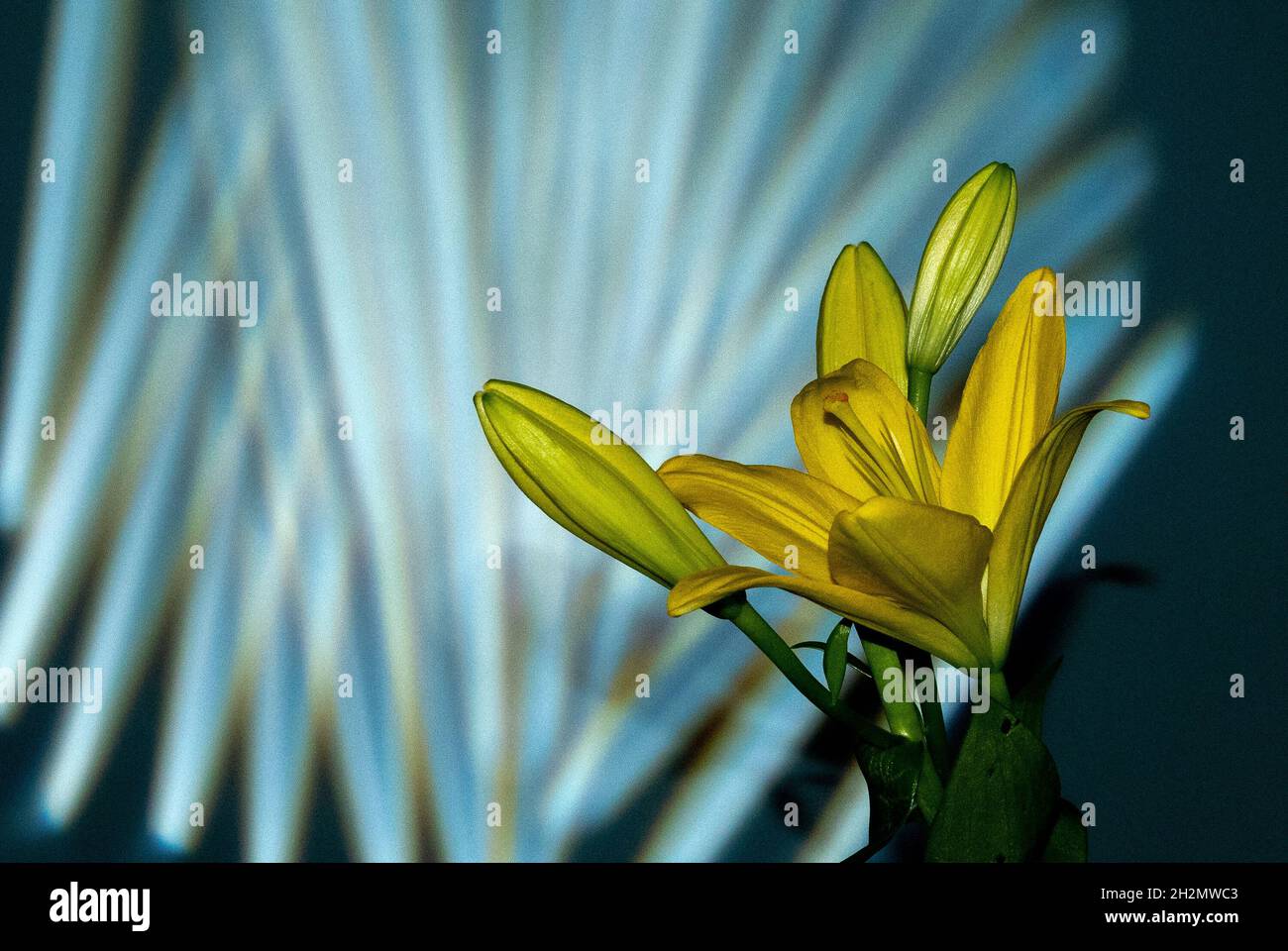 Beautiful yellow blooming lilly flower with buds isolated on dark green background with gobo mask Stock Photo