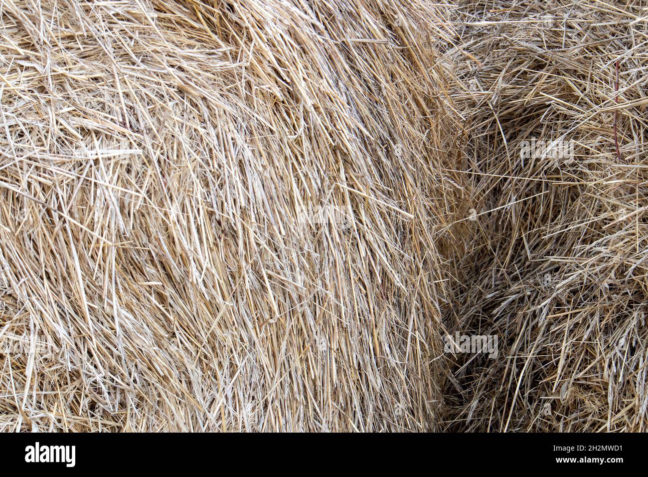 Dry straw texture, large hay stack after harvest season close up, natural background Stock Photo