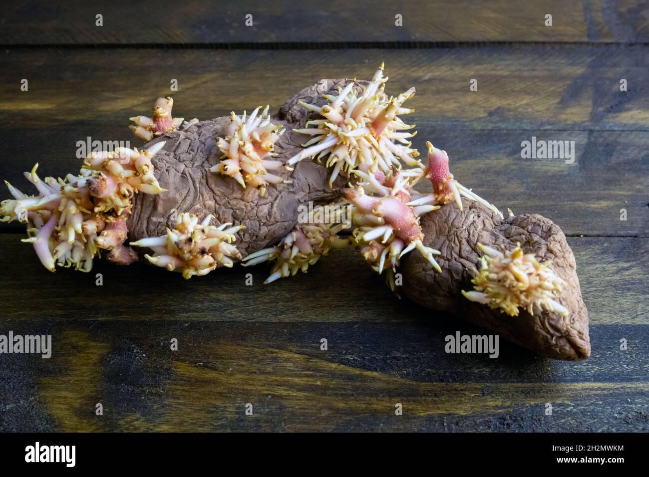 Shriveled sprouted potatoes with lush bunches of young roots close up lying on the wooden deck Stock Photo