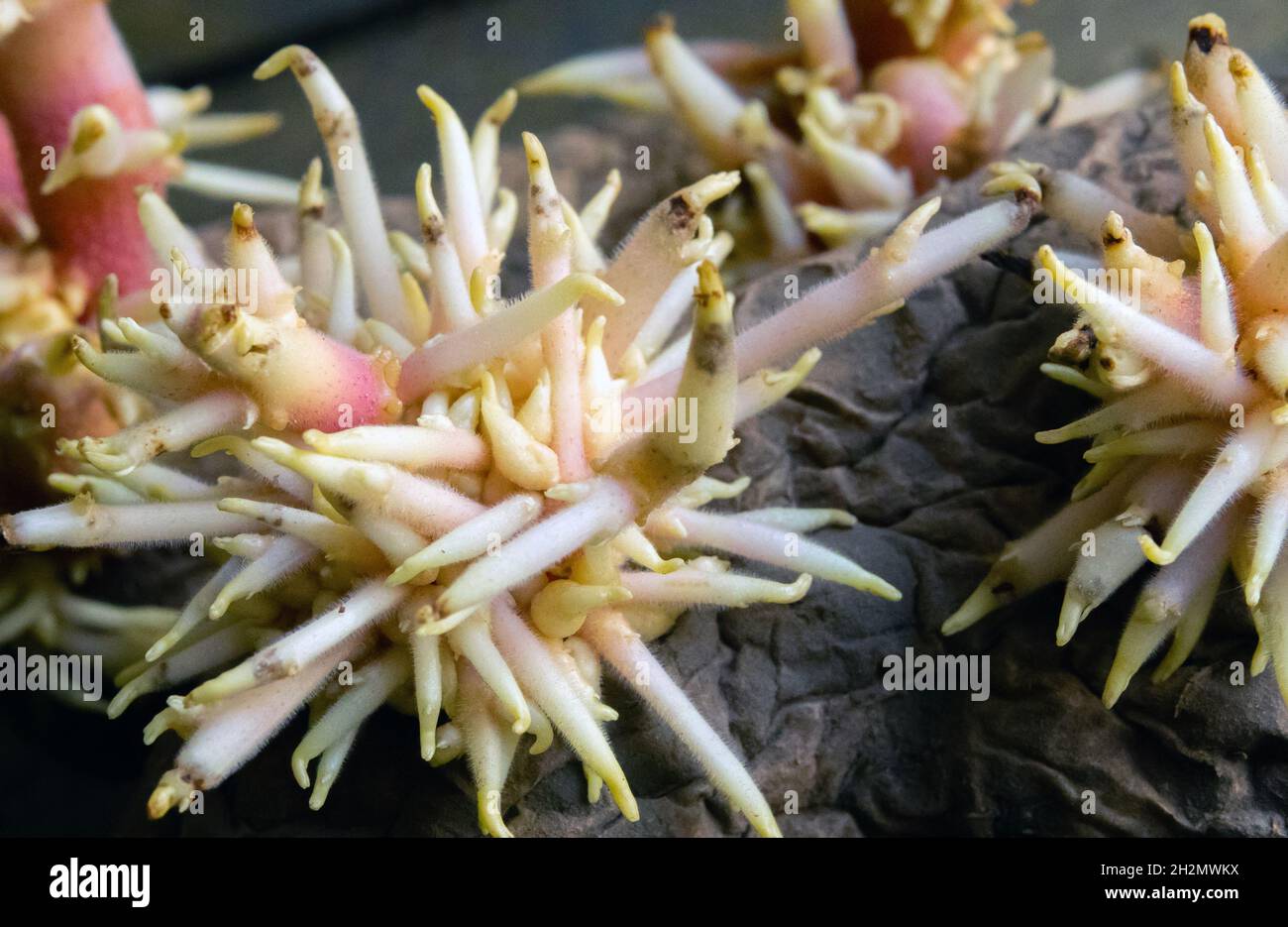 Shriveled sprouted potatoes with lush bunches of young roots close up Stock Photo