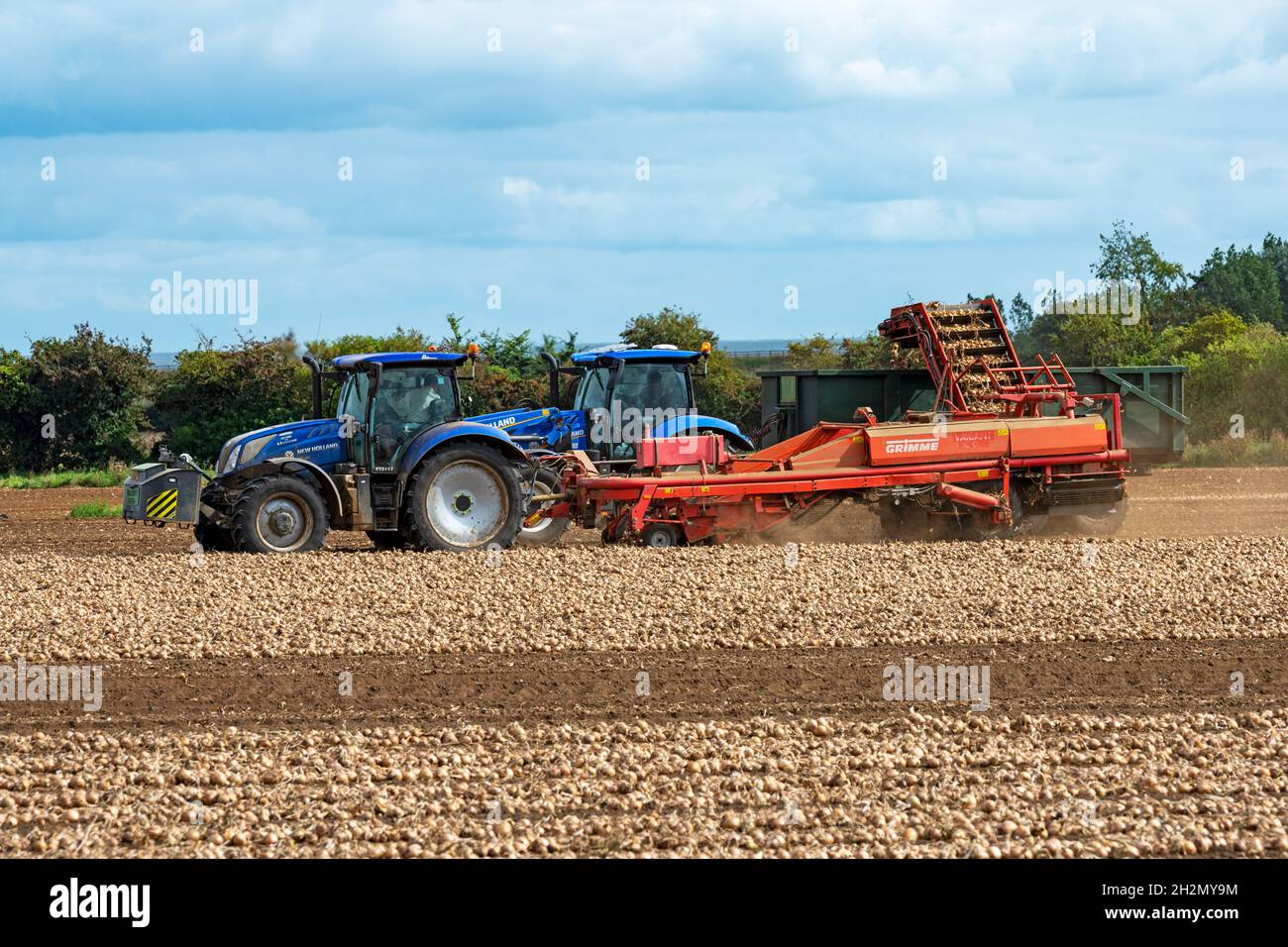 Onion harvest Bawdsey Suffolk England Stock Photo