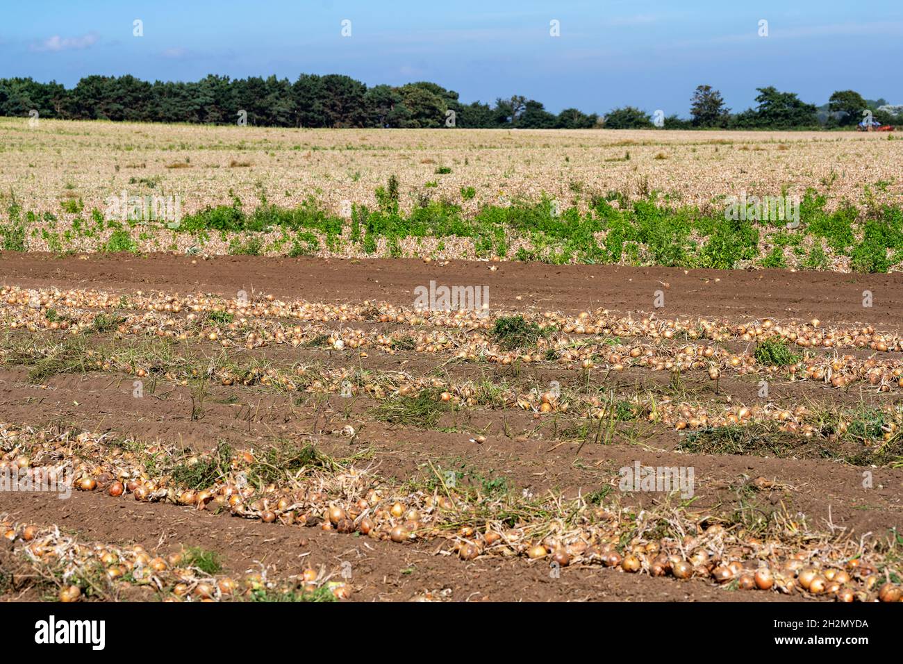 Harvested onions Stock Photo