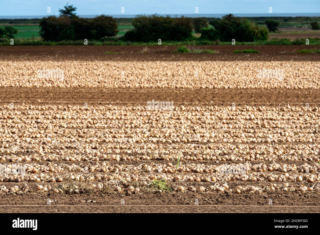 Harvested onions Stock Photo