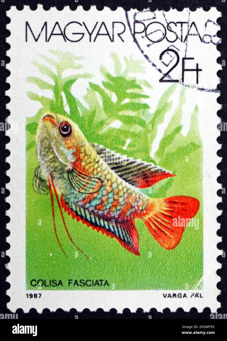 HUNGARY - CIRCA 1987: a stamp printed in Hungary shows Banded Gourami, Colisa Fasciata, Tropical Saltwater Fish, circa 1987 Stock Photo