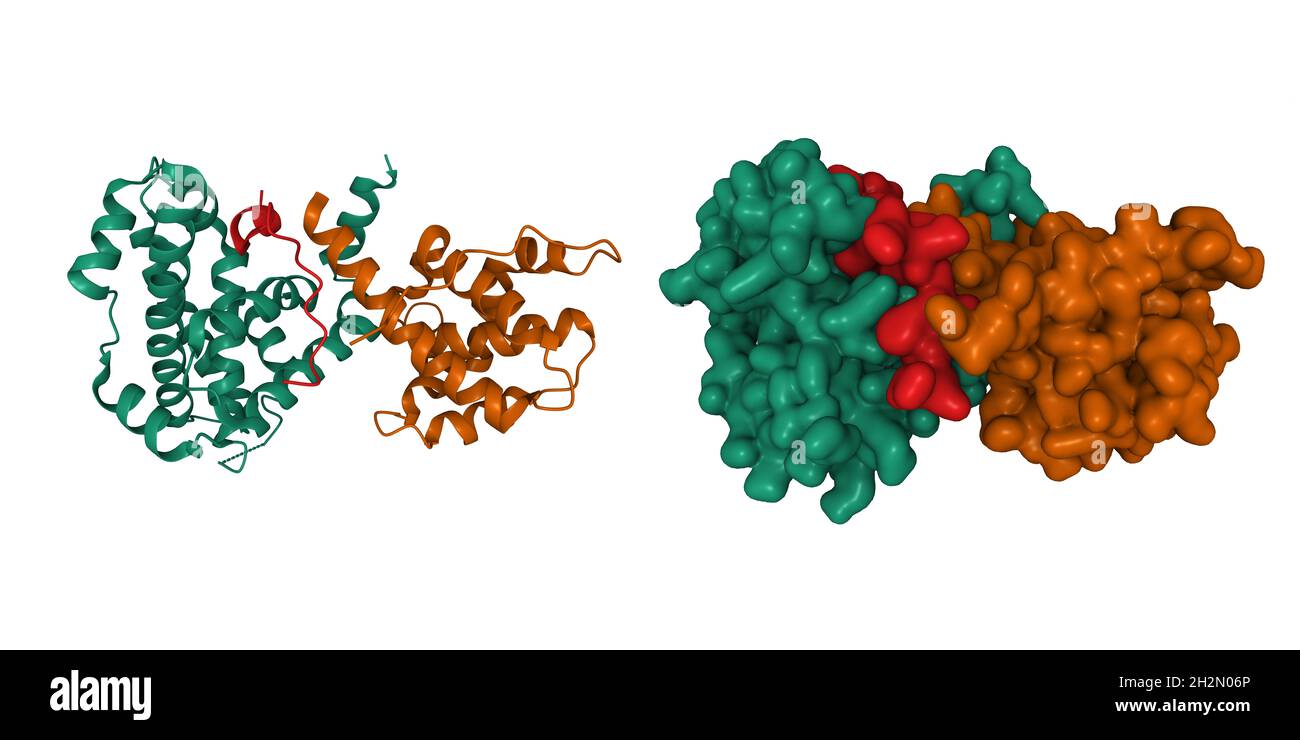 Crystal structure of the retinoblastoma tumor suppressor protein (AB