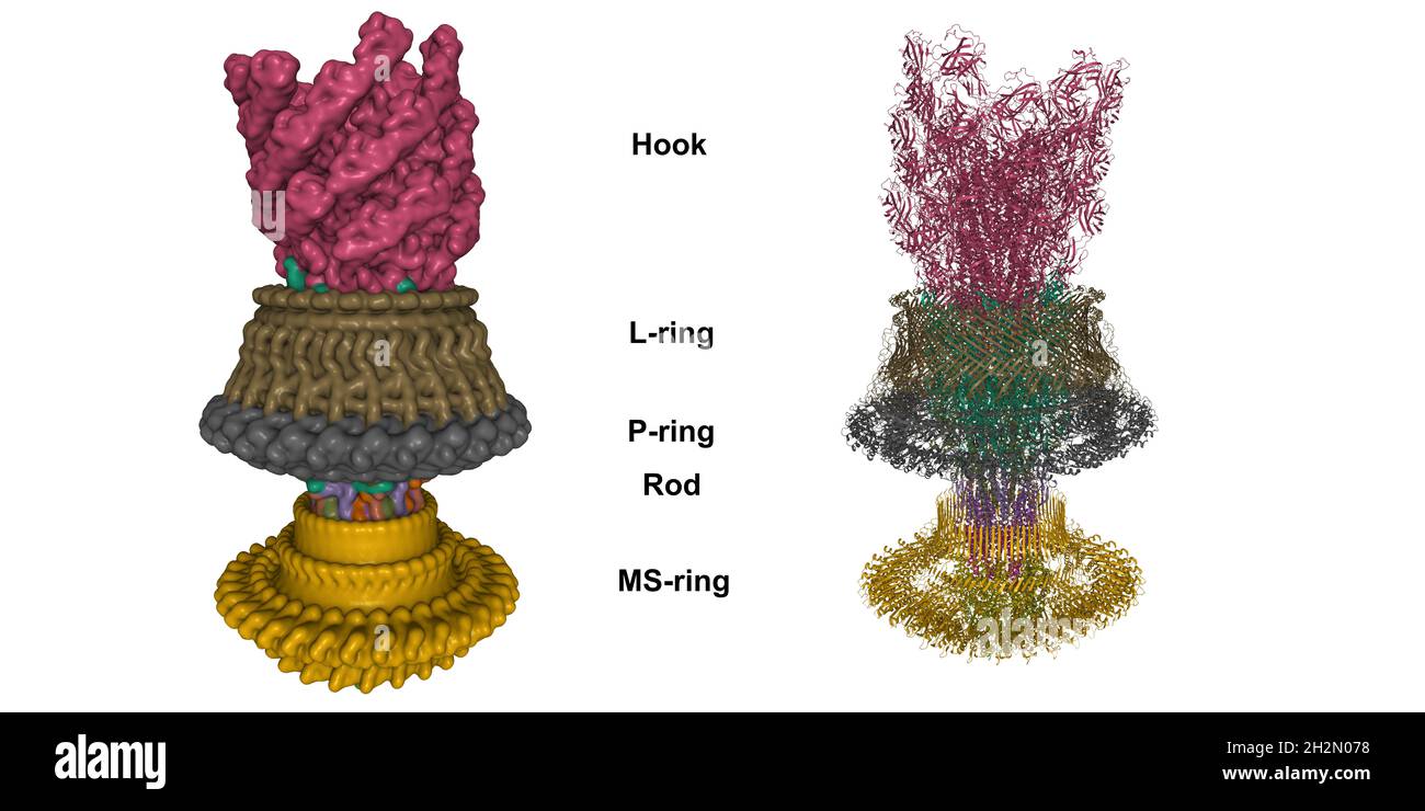 Cryo-EM structure of the flagellar motor-hook complex from Salmonella. 3D cartoon and Gaussian surface models, PDB 7cgo, white background Stock Photo