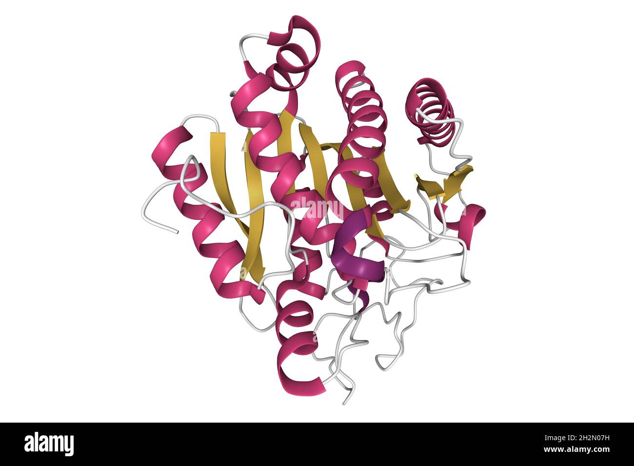 Crystal structure of human carboxypeptidase A1, 3D cartoon model