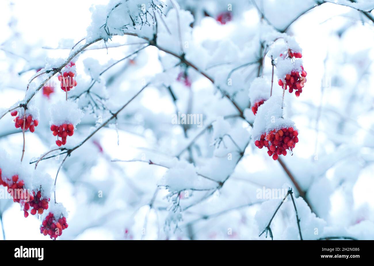 Red berries covered with snow hanging from tree branch Stock Photo - Alamy