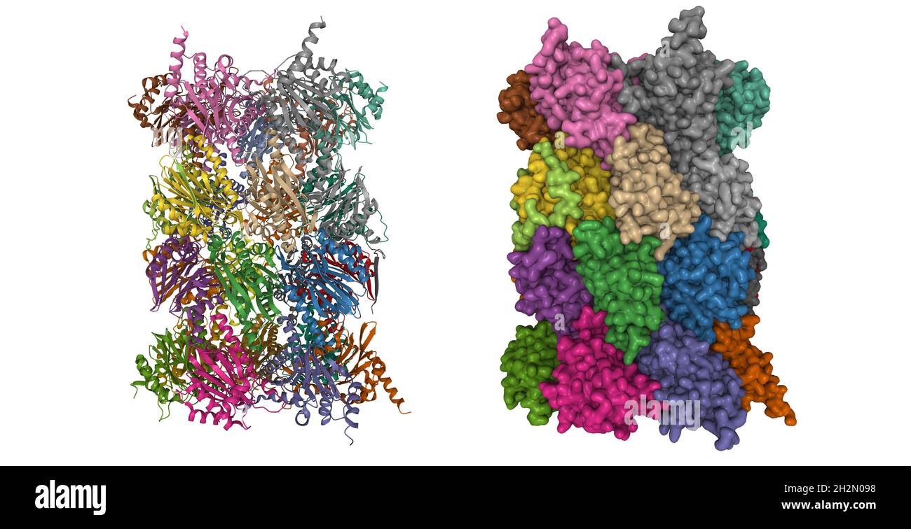 Structure of human 20S proteasome. 3D cartoon and Gaussian surface models, based on PDB 5le5, white background Stock Photo