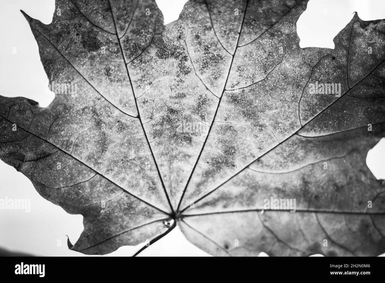 Branch of maple tree with maple-leafs isolated on white background. Black  and white toned image Stock Photo - Alamy