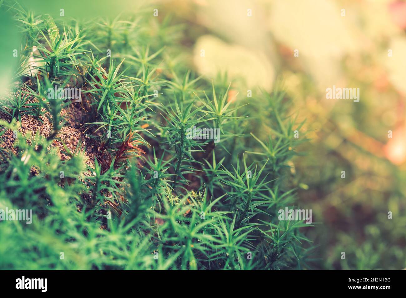Peat Sphagnum Moss growing in the forest, natural background Stock Photo