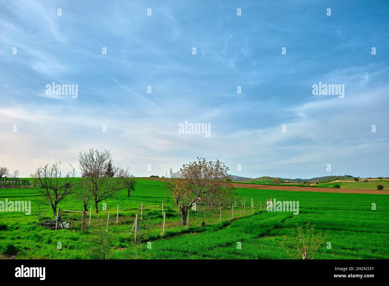 Agricultural field with green plants and grass and small harvesting area covered by fences in Bursa Turkey during sunset and blue sky background. Stock Photo