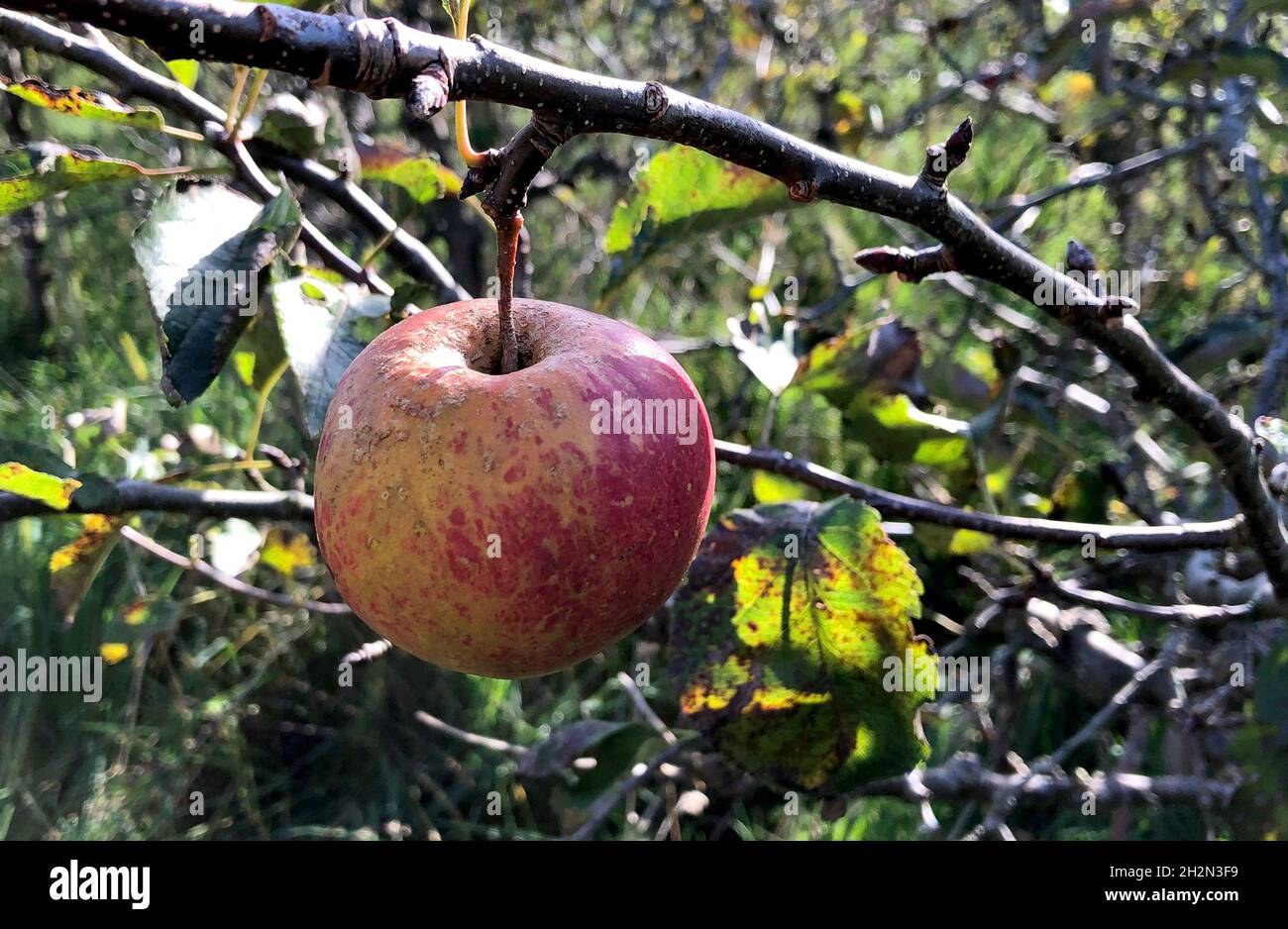 Haselau, Germany. 15th Oct, 2021. A ripe red untreated apple hangs on a tree. Credit: Daniel Bockwoldt/dpa/Alamy Live News Stock Photo