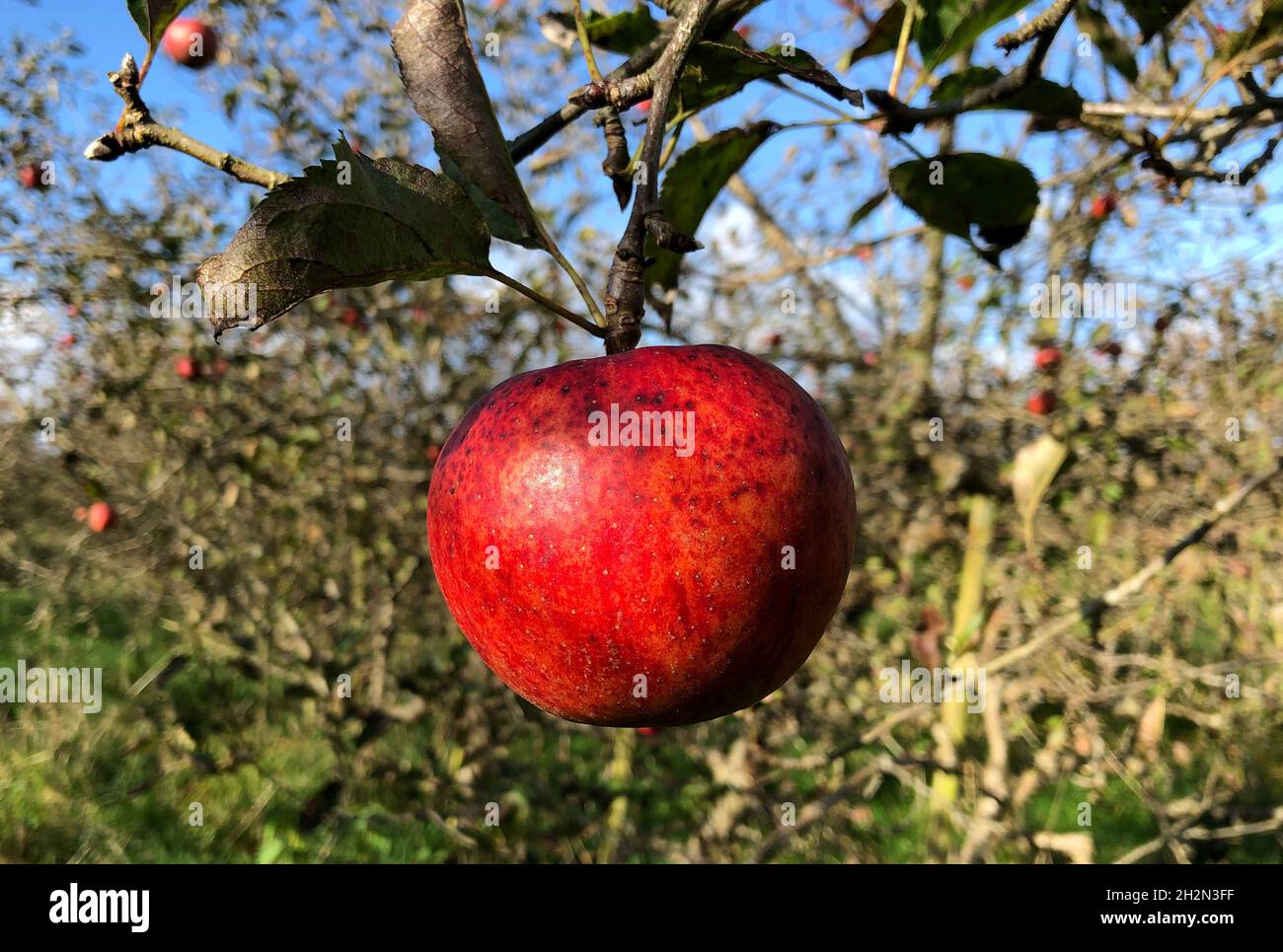 Haselau, Germany. 15th Oct, 2021. A ripe red untreated apple hangs on an apple tree and shines in the light of the sun against a blue sky. Credit: Daniel Bockwoldt/dpa/Alamy Live News Stock Photo