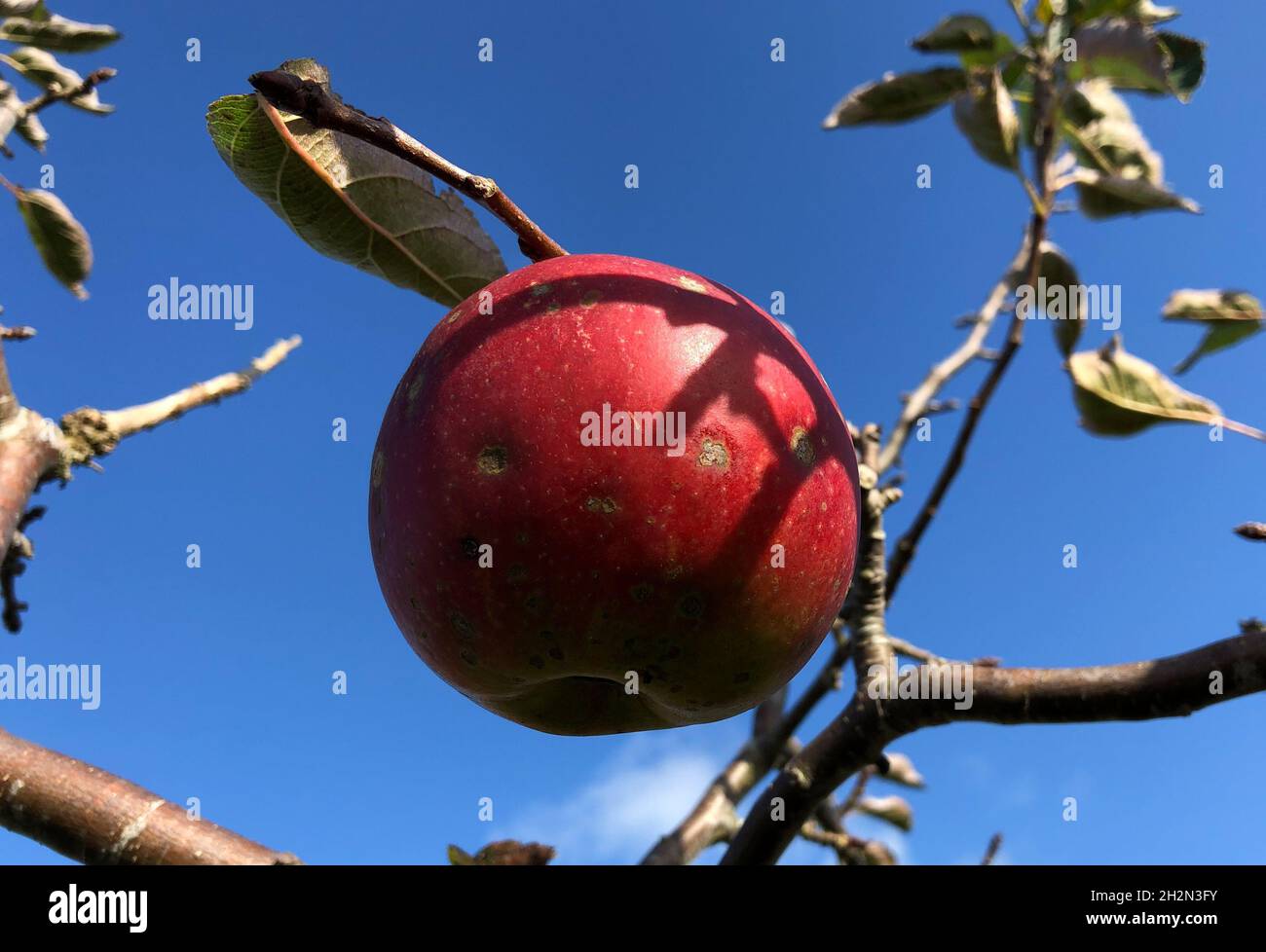 Haselau, Germany. 15th Oct, 2021. A ripe red apple hangs on a tree and shines in the light of the sun against a blue sky. Credit: Daniel Bockwoldt/dpa/Alamy Live News Stock Photo