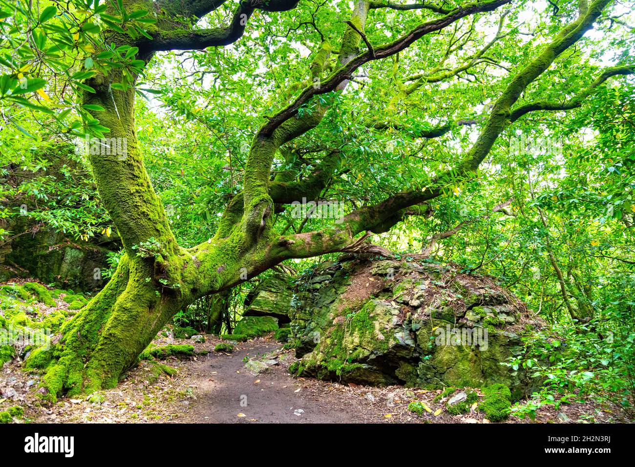 Tree covered in moss along a path in Morfa Harlech Nature Reserve near Portmeirion, Snowdonia, Wales, UK Stock Photo