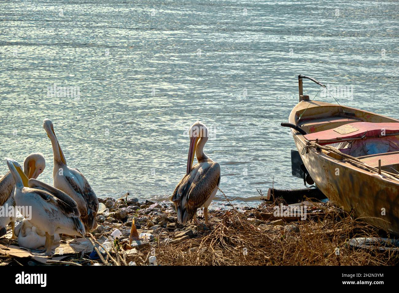 Groups of big birds storks and pelicans and small vintage and retro style fishing boat in front of the uluabat lake in bursa during sunny day. Stock Photo