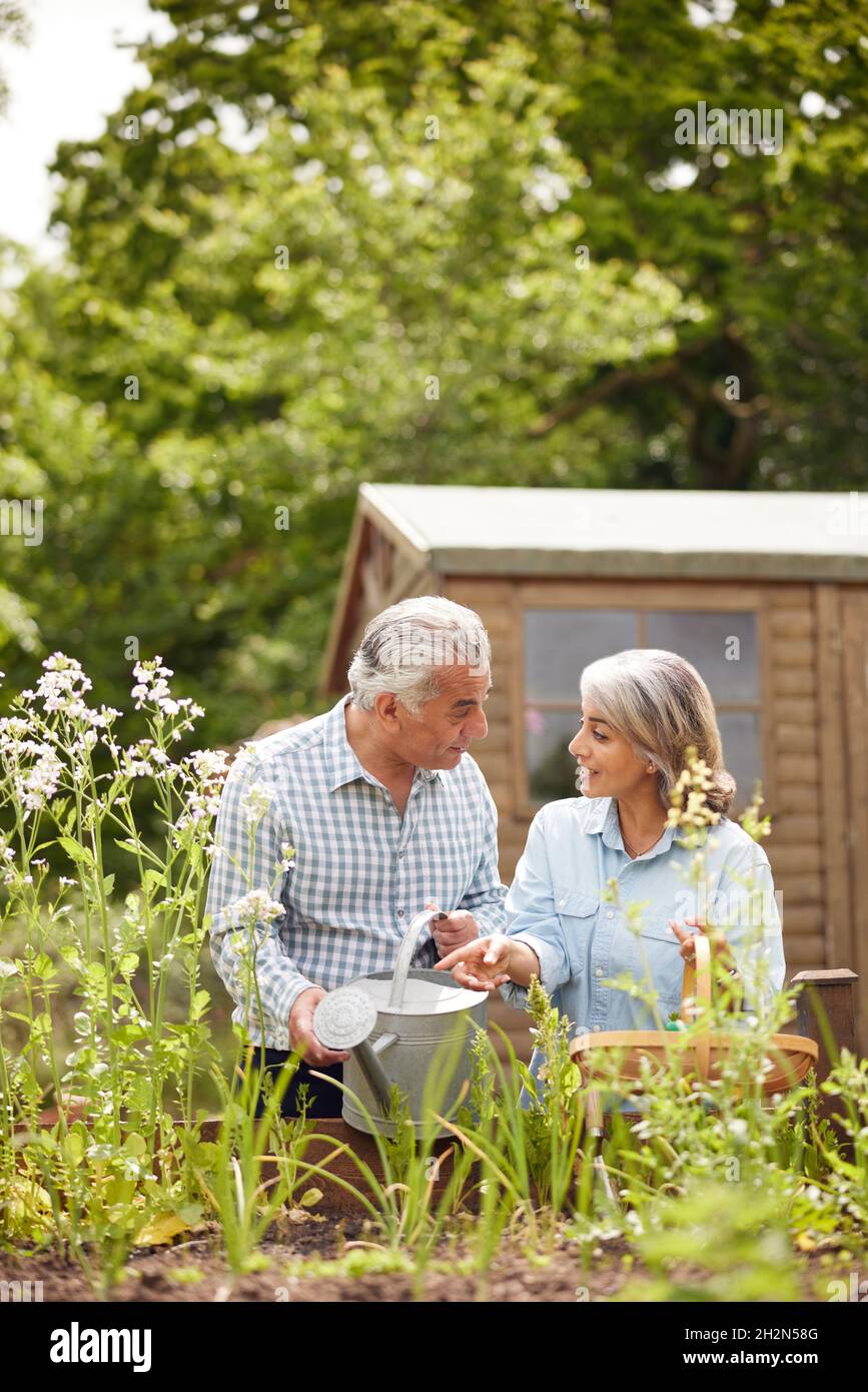 Senior Couple In Garden At Home Working On Raised Vegetable Beds Together Stock Photo