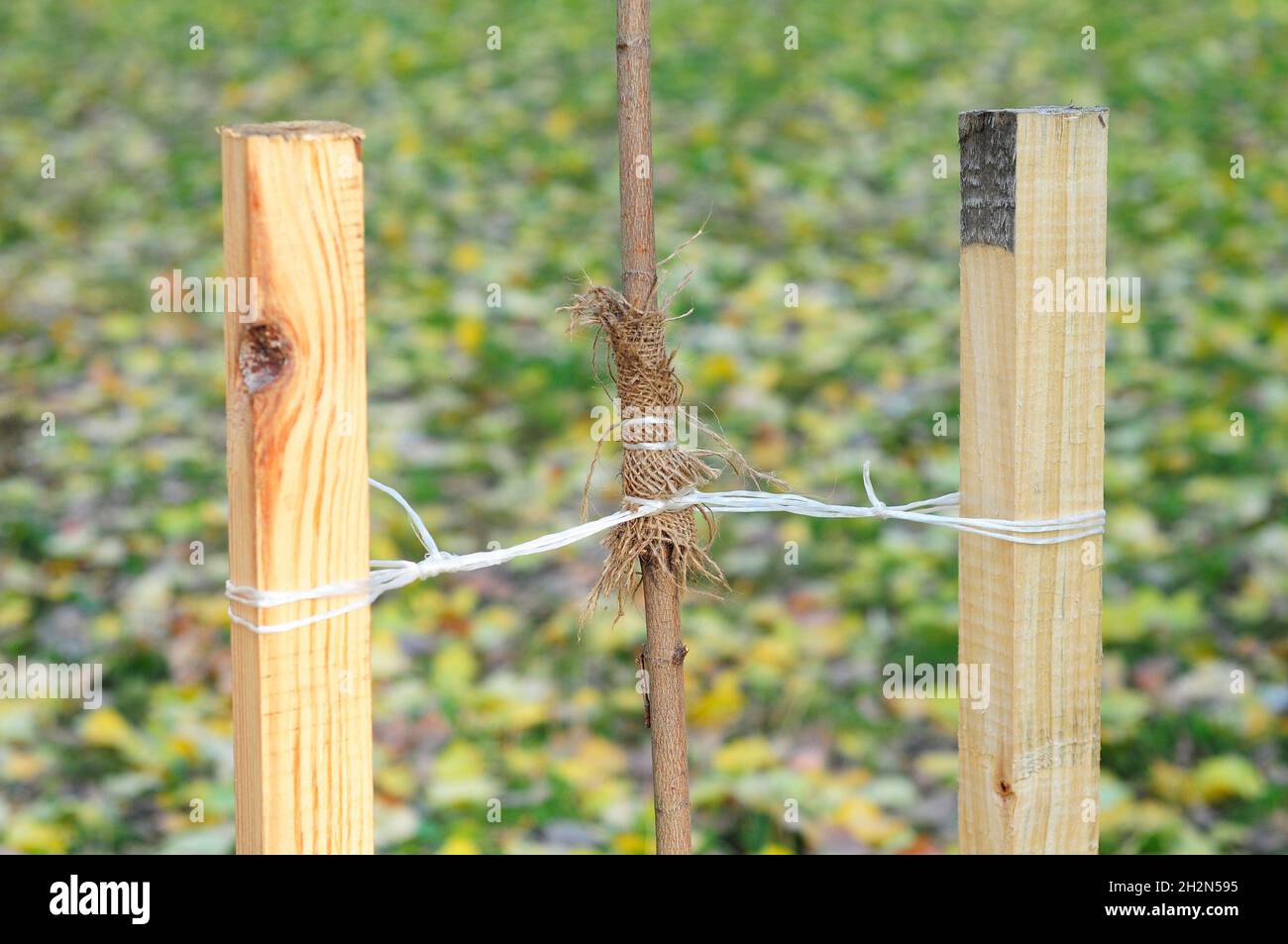Planting a Trees Correctly with Two Stakes Stock Photo Alamy