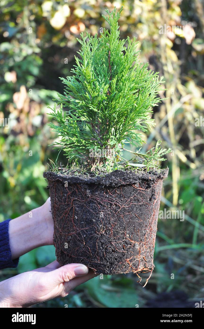 Planting Thuja. Gardener Hands Planting Cypress tree,  Transplant Thuja with Roots Stock Photo