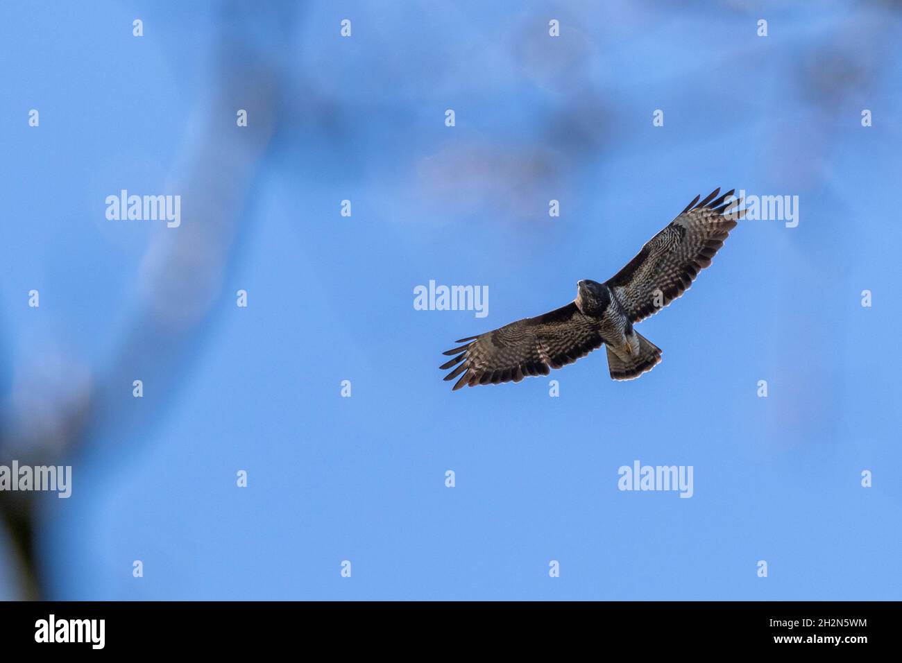 A portrait of a common buzzard or buteo buteo flying in a blue sky. The ...