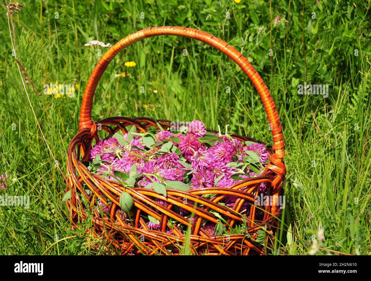 Red clover in the basket.  Gather Herbs for Herbal Medicine. Herbal Plants. It is an ingredient in some recipes for essiac tea, herbal tea Stock Photo