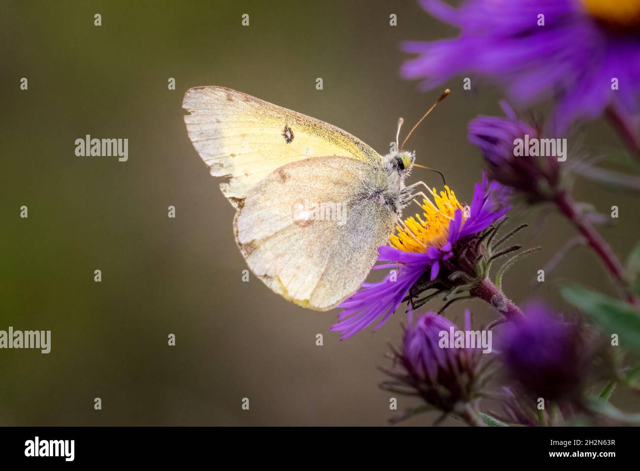 Common sulpher hi-res stock photography and images - Alamy