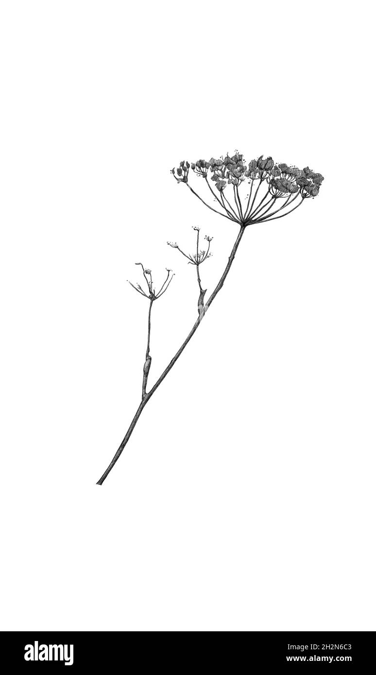 Hogweed drawing. Pencil drawing of dry plants. Herbarium. Stock Photo