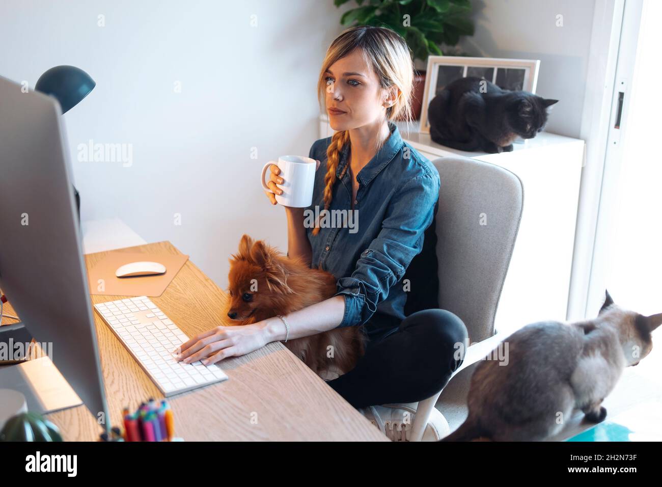 Female vlogger siting with dog using computer at home Stock Photo