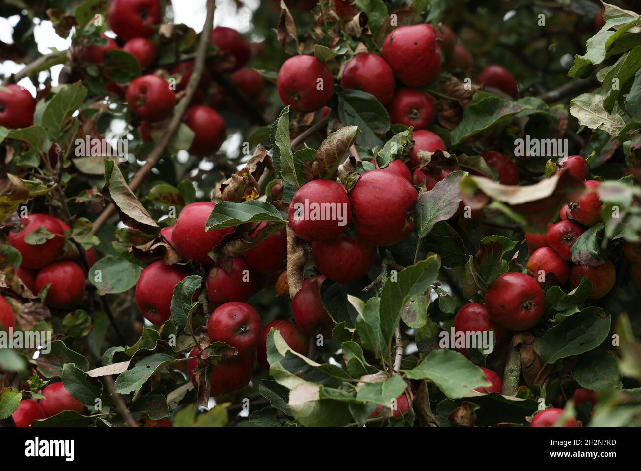 Beautiful apples ripen on tree hi-res stock photography and images - Alamy