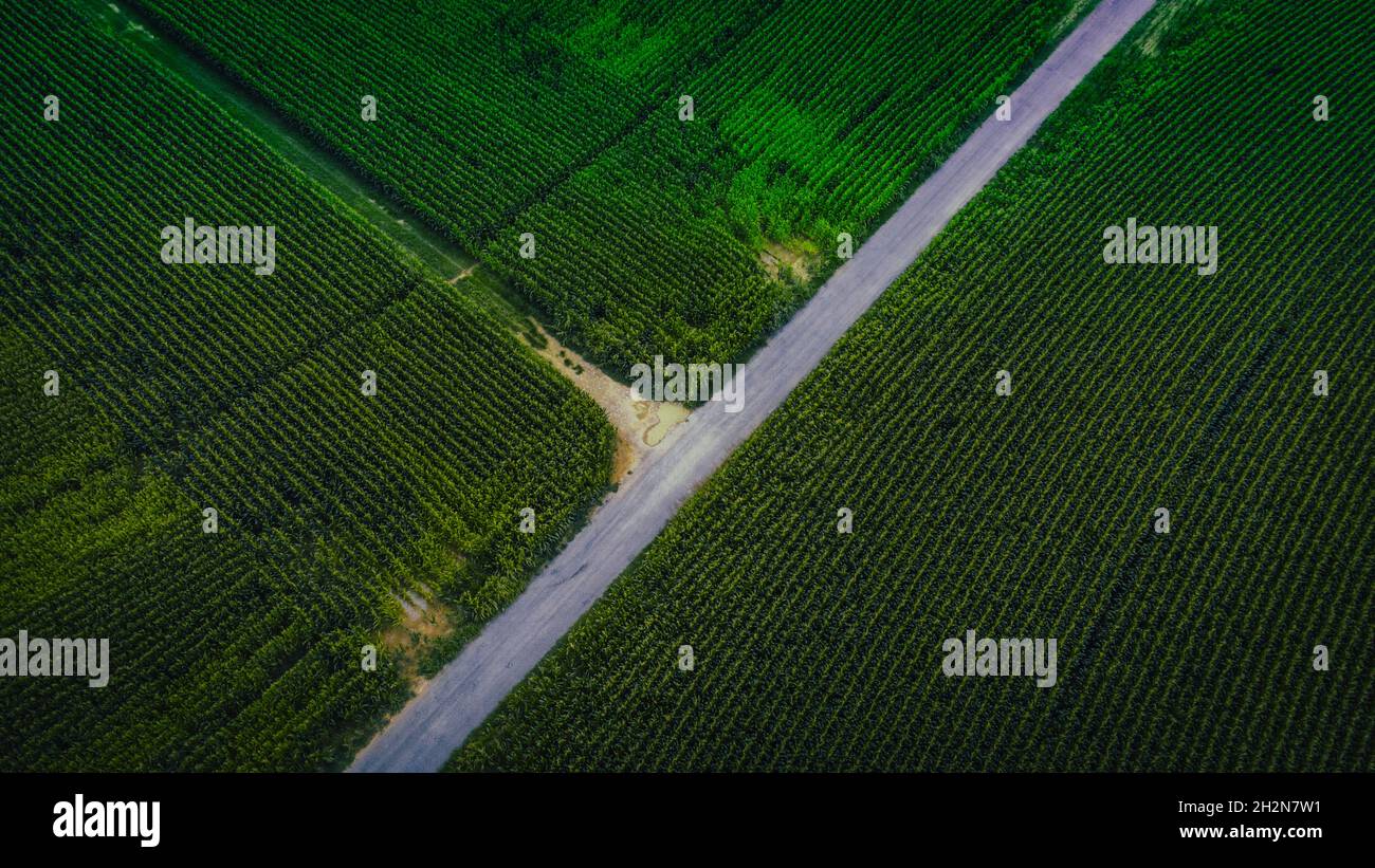 Aerial view of countryside highway stretching between green cornfields Stock Photo