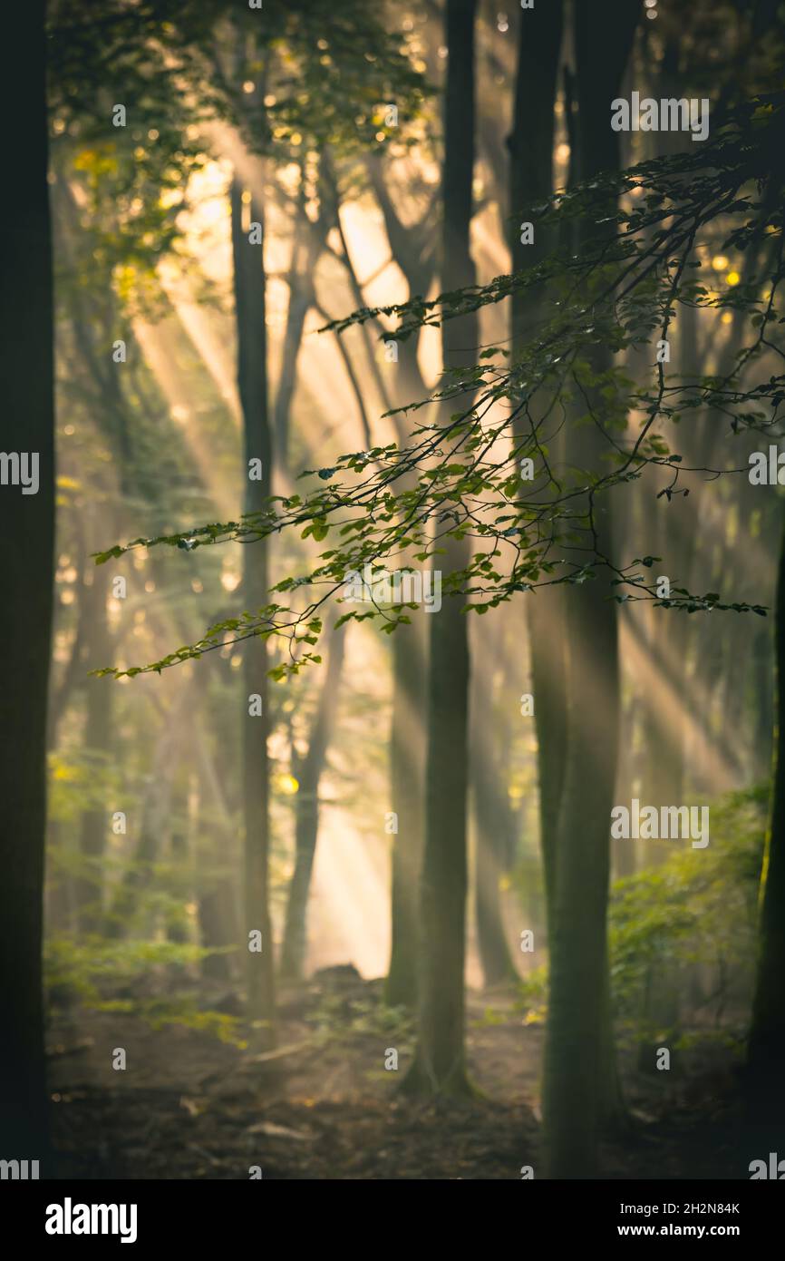 Dirt road through the spring deciduous forest on a foggy morning. Stock Photo