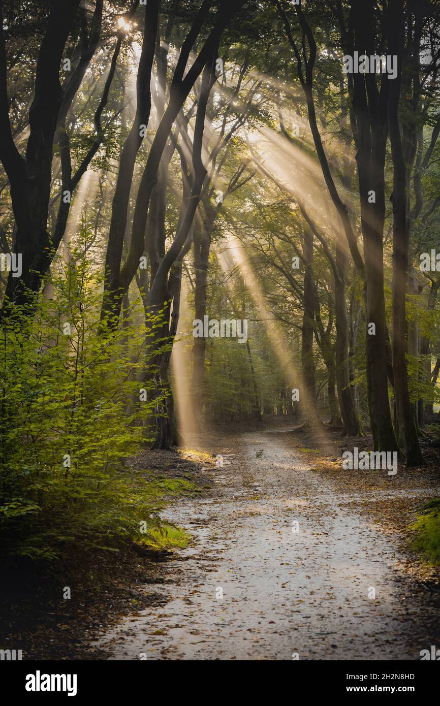 Dirt road through the spring deciduous forest on a foggy morning. Stock Photo