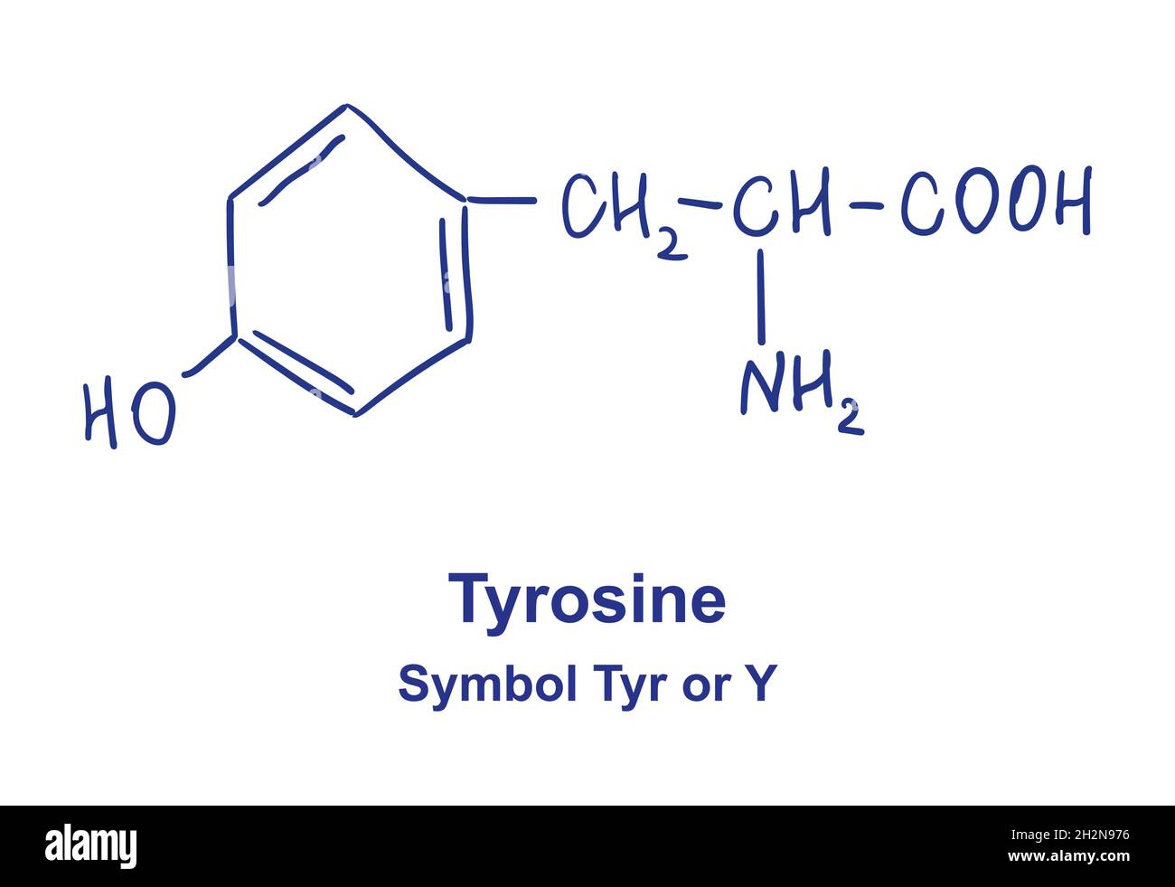 Tyrosine chemical structure. Vector illustration Hand drawn Stock Vector