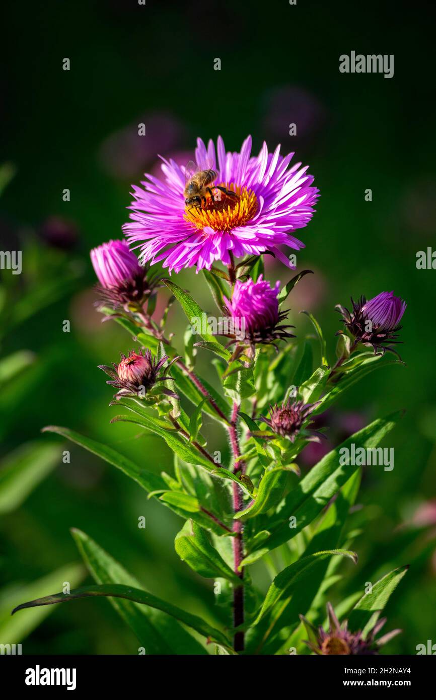 Bee feeding on pink blooming aster flower Stock Photo Alamy