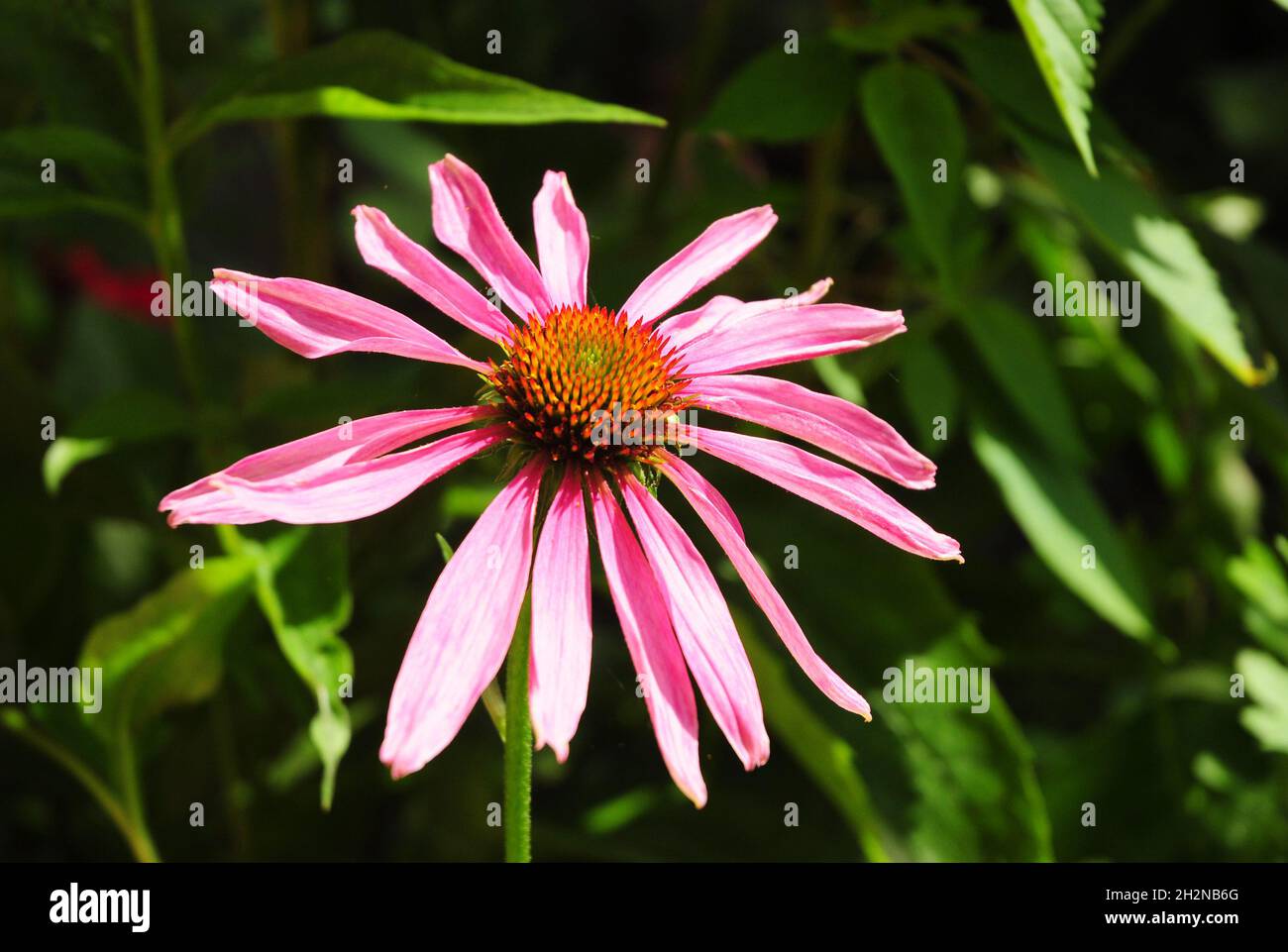 Coneflower Better Homes and Gardens. Echinacea Health Benefits. Coneflower Echinacea Purpurea