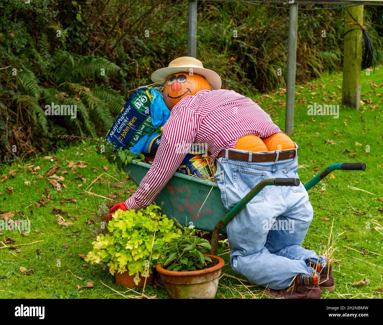 Scarecrow made from Pumpkins leaning on a wheelbarrow Stock Photo