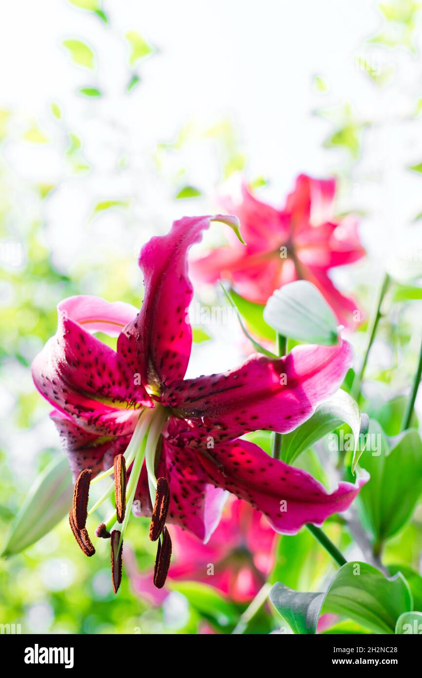 White stargazer lily flower on hi-res stock photography and images - Alamy