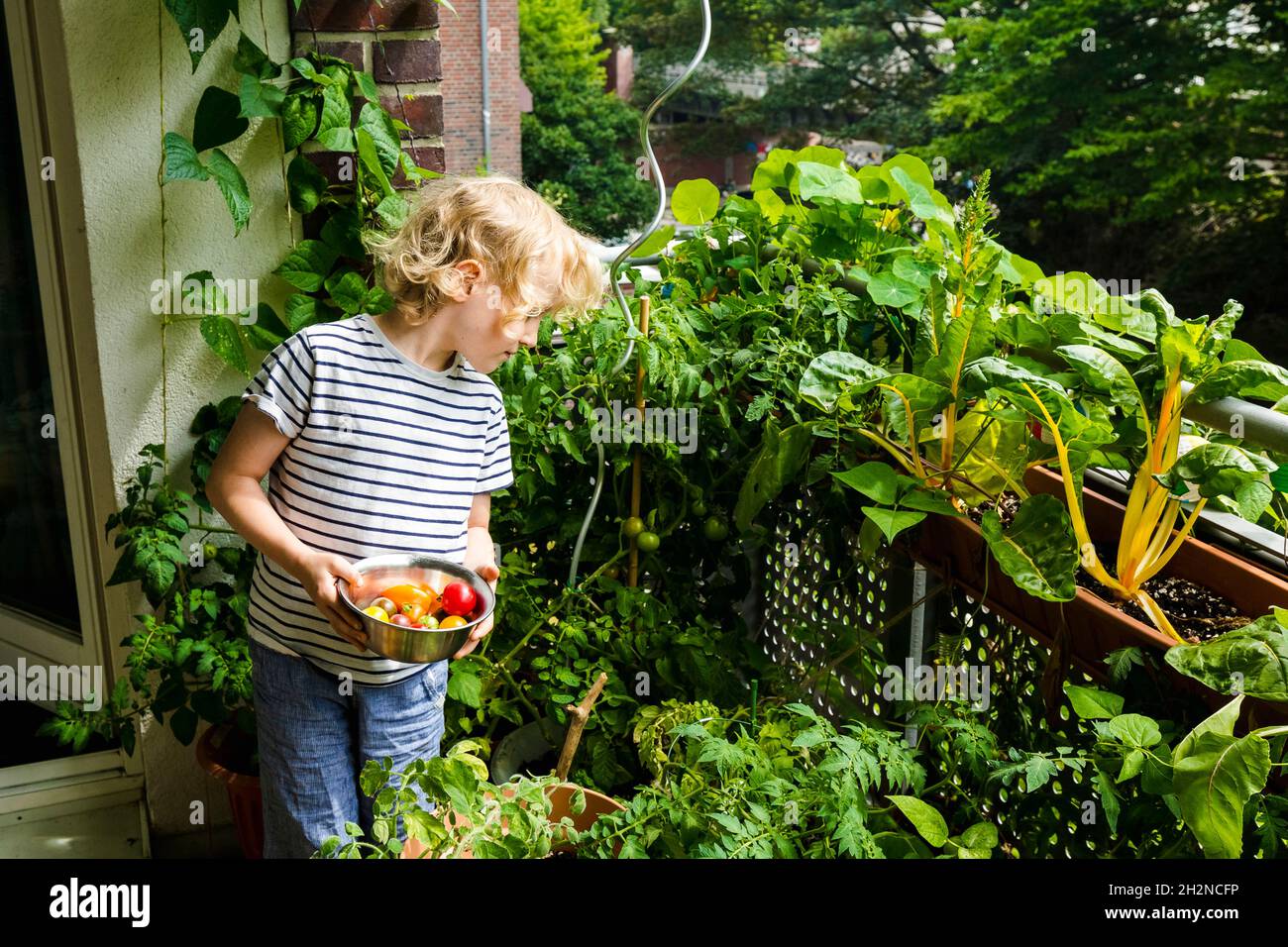 Boy picking tomatoes from vegetable garden in balcony Stock Photo - Alamy