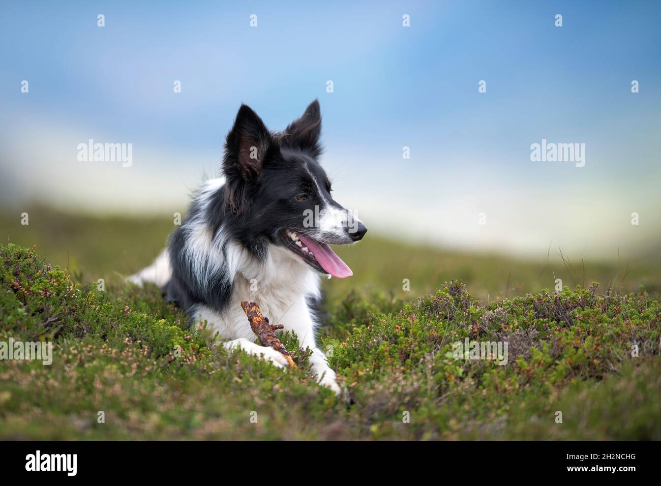 Border Collie panting while sitting on grass Stock Photo