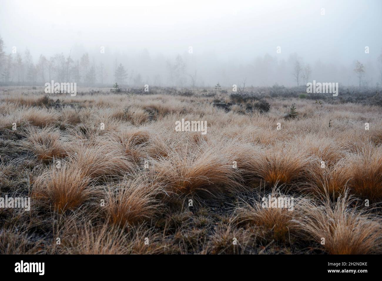 Meadow covered in morning frost Stock Photo