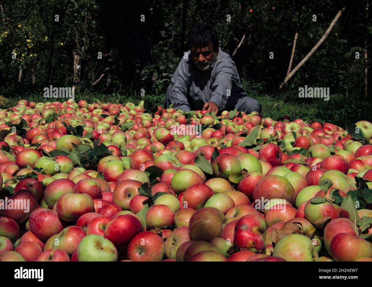 Kashmiri apples hires stock photography and images Alamy