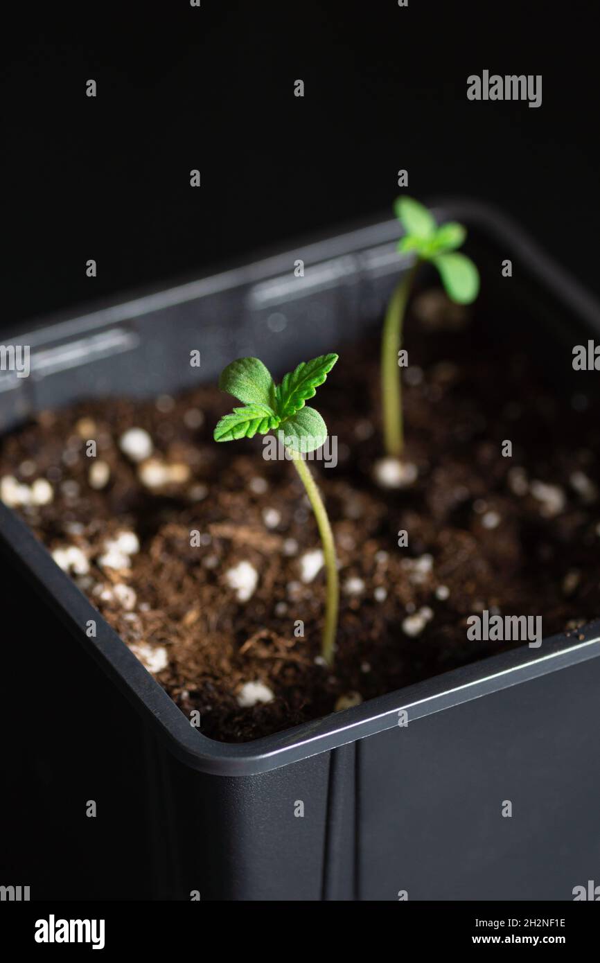 Small Medical Marijuana or Hemp Seedlings Growing in Soil in Black Pots Stock Photo