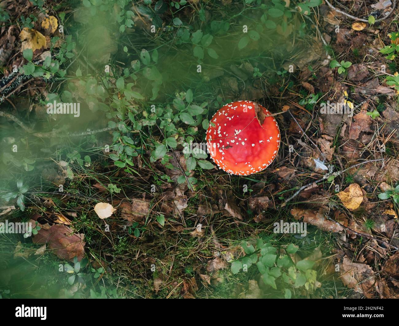 Fly agaric mushroom in forest Stock Photo