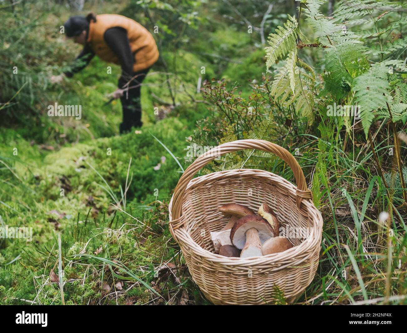 Mid adult woman foraging mushrooms in forest Stock Photo