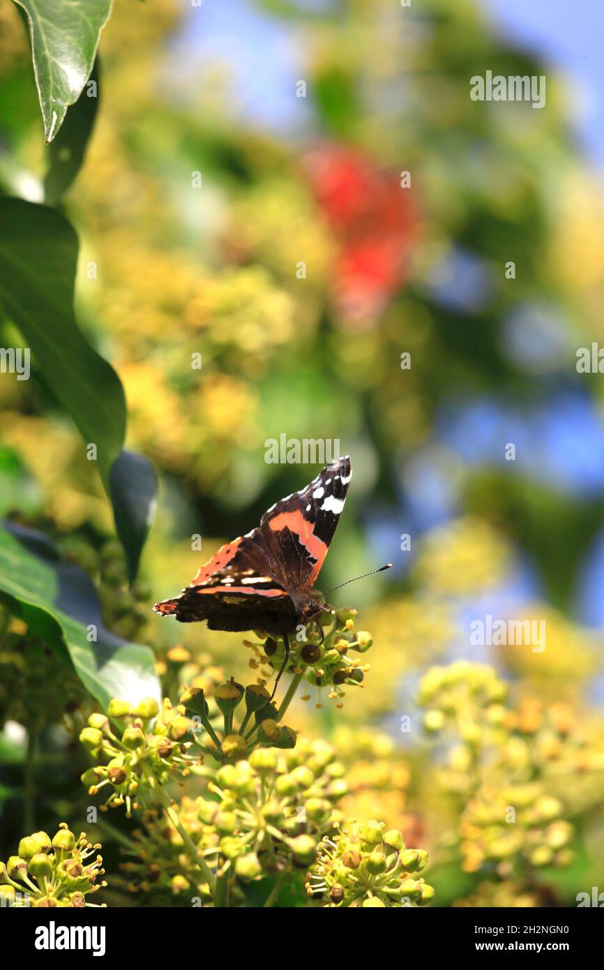 Admiral butterfly perching on plant Stock Photo